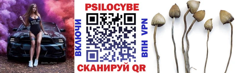 Галлюциногенные грибы Psilocybe  Новоржев 